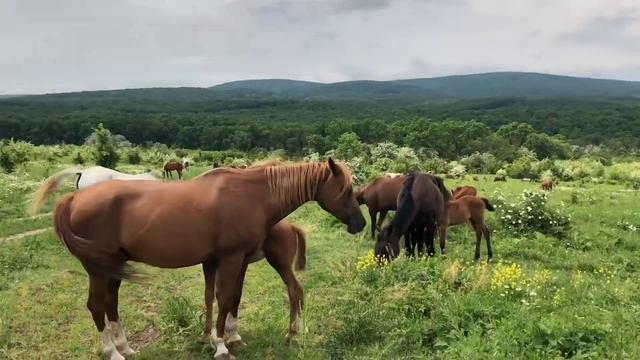 Выпас табуна, жеребята. 🐴 Май 2021г. Конеферма Эквилайн. Цены +79883400208 смотреть онлайн