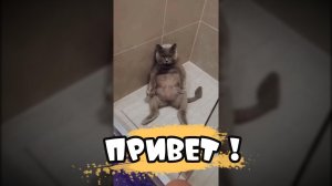 Приветливый котик-Смешные коты