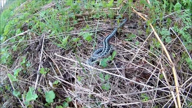 Металлокоп в змеином логове. смотреть онлайн