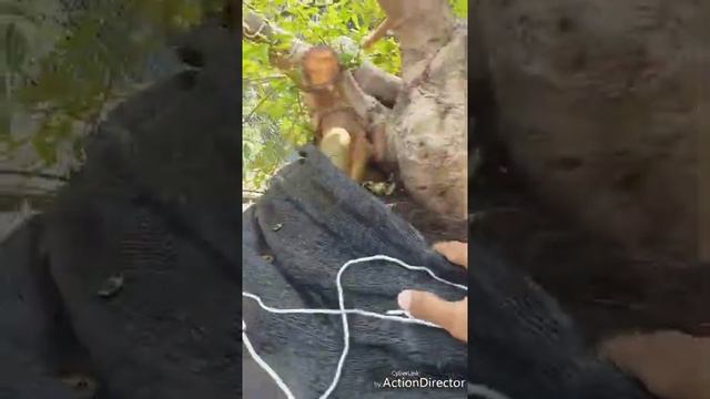 Proses Bonsai Loa ( Ficus racemosa ) смотреть онлайн