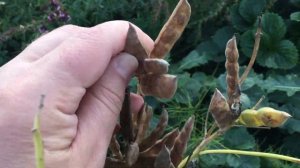 Люпин белый сорт Дега