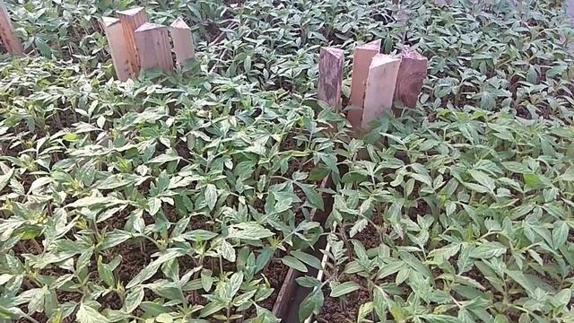 Пикировка томатов. Обработки. Подкормки.
