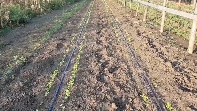 РЕДЬКА. Посев, сроки, уход, сорта