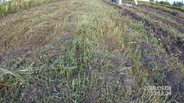 Копка картофеля мотоблоком Угра НМБ 1Н 2018 Часть 1 смотреть онлайн