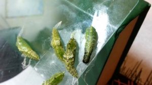 20.10.2014 - 00:51 - Превращение гусеницы Капустницы в куколку!