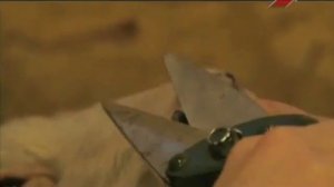 Карликовые французские овцы