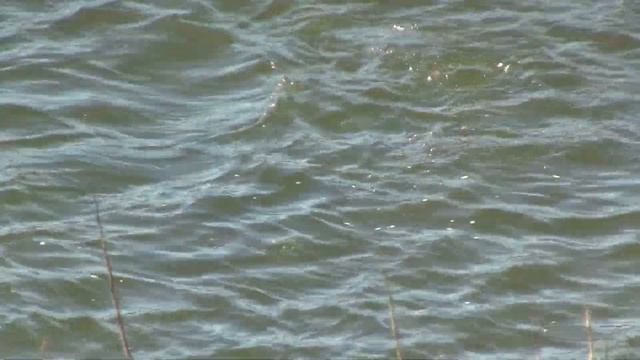 Otters Eating & Swimming; Columbia. Выдры едят на плаву; р.Колумбия (2366sp) смотреть онлайн