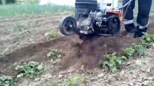 Прополка, рыхление и окучиваем культиватором Тарпан