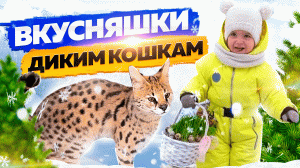 Полезные угощения для котиков??