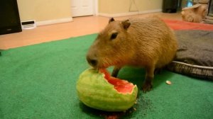 Capybara eating half a watermelon Full Video