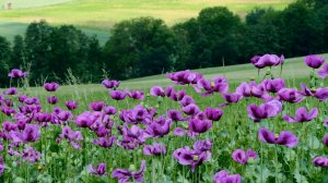 Фиолетовые туркменские маки