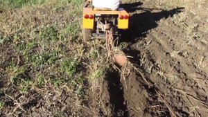 Осенняя вспашка огорода мотоблоком Карвер дизель