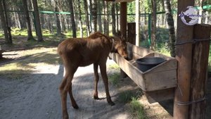 На лосиной ферме