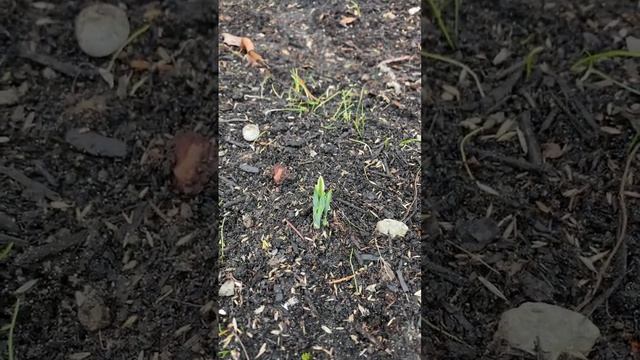 Another round of snowdrops! Galanthus nivalis