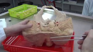 Строение женских половых органов