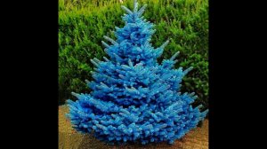 ЗАКАЗАЛА СЕМЕНА В КИТАЕ ГОЛУБОЙ ЕЛИ, ЧТО ВЫРОСЛО