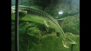 Рыба калуга: выдвижной рот