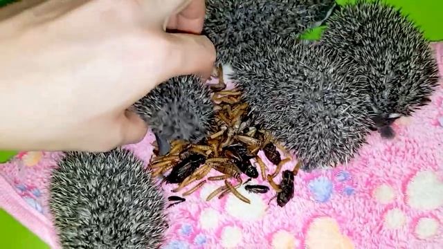 Ежата и насекомые смотреть онлайн