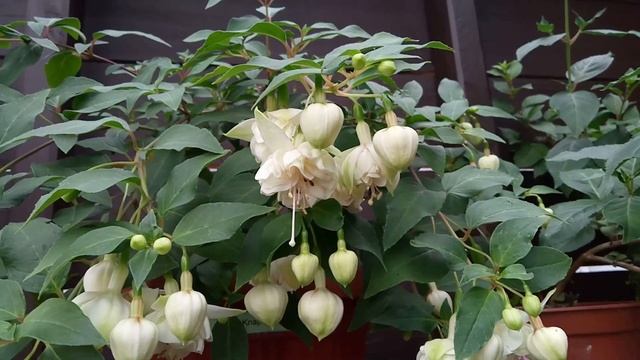 Фуксия Carla Knapen. Обзор сорта смотреть онлайн