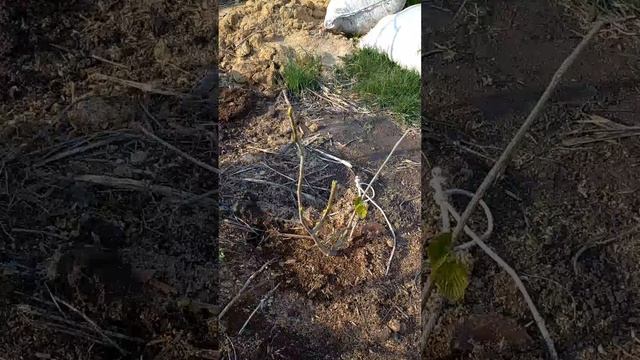 Пакистанская шелковица отлично перезимовала в челябинском саду. В чём подвох? смотреть онлайн