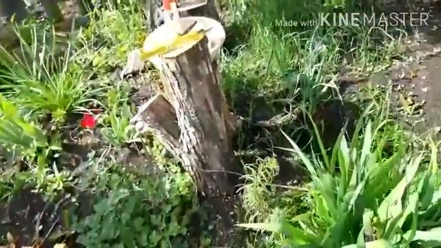 #надаче #обзорсада В саду.. Не сажайте перцы в мае..Строительные работы. смотреть онлайн