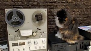 союз 110 и котёнок