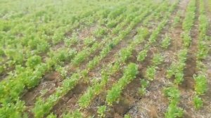 Крым. Кориандр (кинза) прямого посева  (No-till) спустя 20 дней после обработки прометрином.