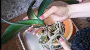 Пересадка орхидеи в сосновую кору. Удобрение Pokon и Vitax.