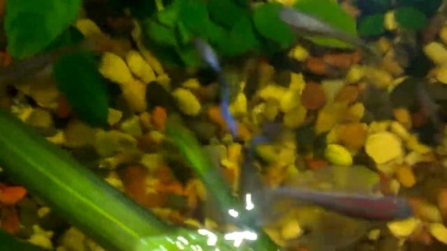 мой маленький аквариум смотреть онлайн