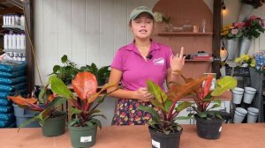 McColley’s Finale Philodendron - Houseplant of the Week