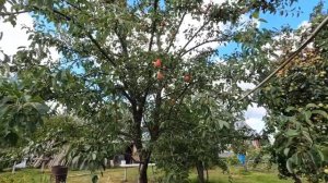 Деревенский обзор яблонь и груш в Родительском саду. Старинные сорта! Сезон 2022.