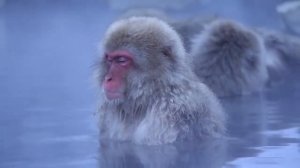 Медитирующие снежные обезьяны в горячем источнике, Япония