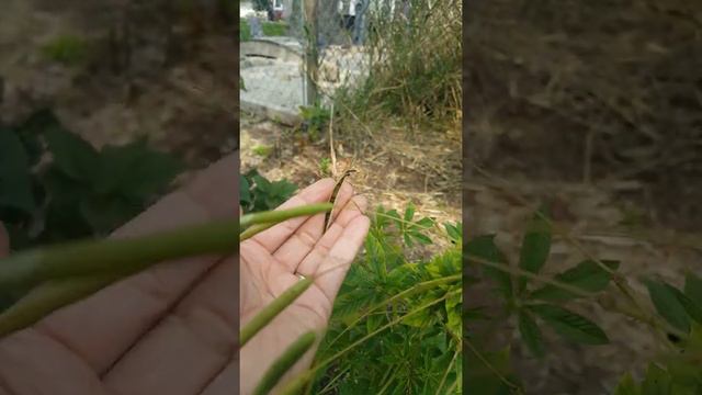 collecting Cleome seeds