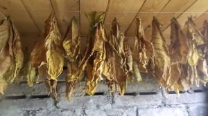 Резка листьев табака своего урожая в домашних условиях.