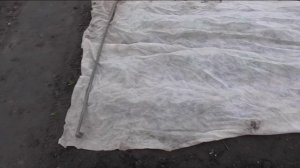 Весной укрываю клубнику от заморозков