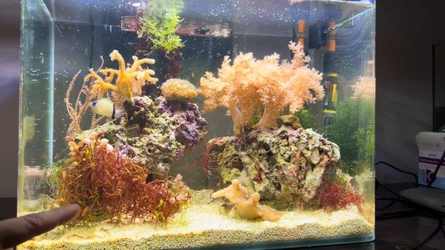 Запуск морского аквариума. Просто о сложном. смотреть онлайн