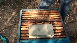 Пчеловодство. Стартер для вывода маток. Как выводить маток