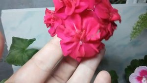 Пеларгония  ЛиА Божоле, Айнсдейл Дюк (Ainsdale Duke), Вайт сплеш ( Flower Fairy White Splash).