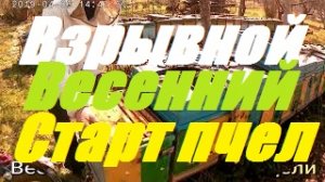 Взрывное весеннее развитие пчелосемей.Приноса нектара нет, матки червят в нижних очищенных корпусах.