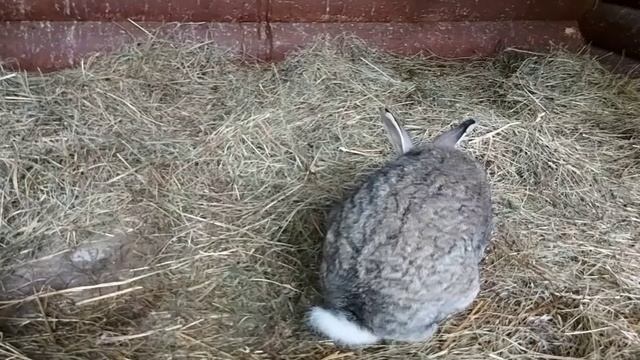 Кролики в клетке . === (13) смотреть онлайн