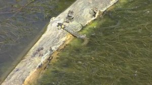 Ужи обыкновенные