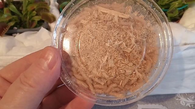 276)После зимовки кормим ВЕНЕРИНУ МУХОЛОВКУ опарышем? смотреть онлайн