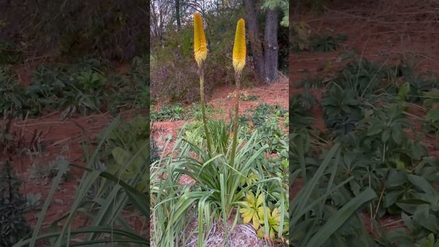 Kniphofia bruceae in full bloom