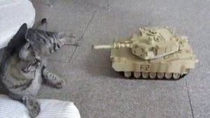Кот против танка.