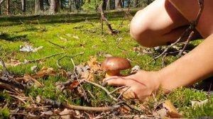 Польские боровички красавцы в сосновом бору ! Грибы 2019 !