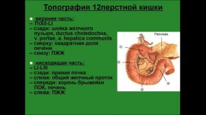 Двенадцатиперстная кишка. Топография. Анатомическое строение.