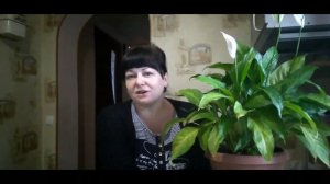 Спатифиллум! Мой опыт выращивания!