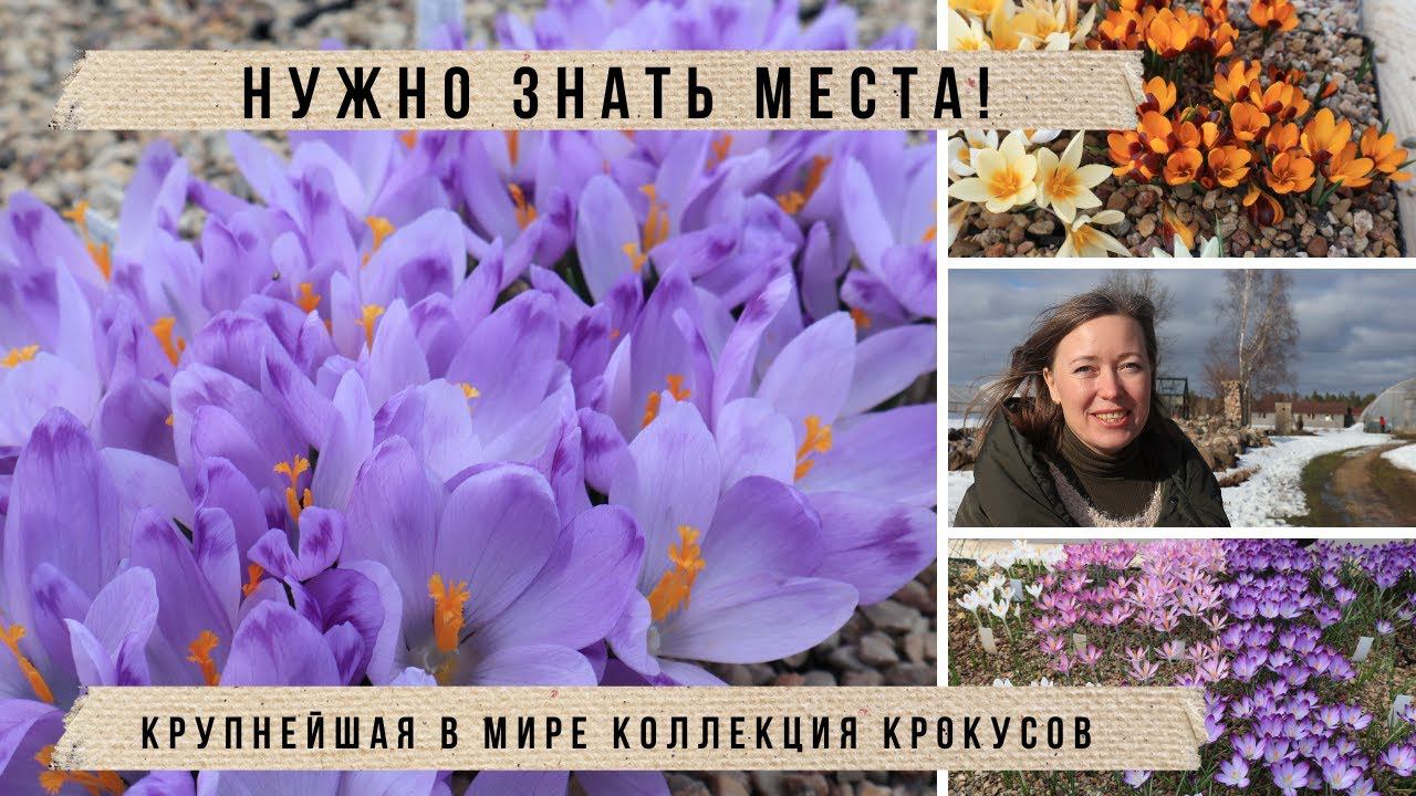 Нашла весенний РАЙ!  Крокусы, ирисы, нарциссы, хохлатка, пушкиния и другие весенние цветы