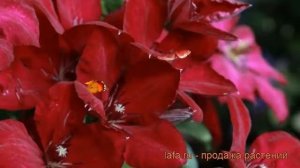 Клематис крупноцветковый Солидарность (clematis) ? обзор: как сажать, рассада клематиса Солидарност