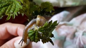 Улитка на крапиве